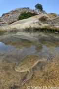 Xenopus laevis